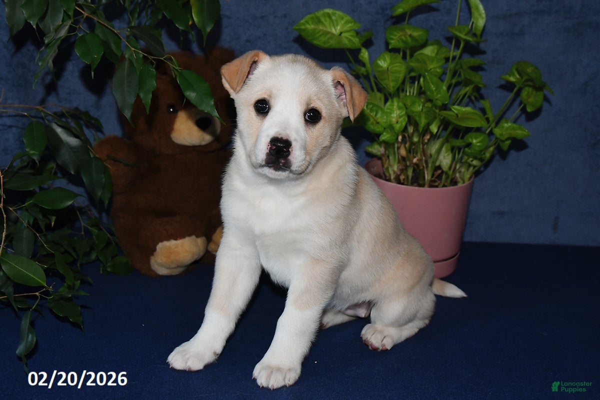Mixed Breed dogs Rhonda - Ad 1