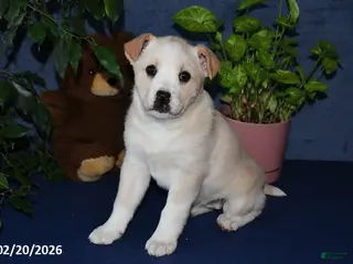 Mixed Breed dogs for sale: Rhonda - Ad 1