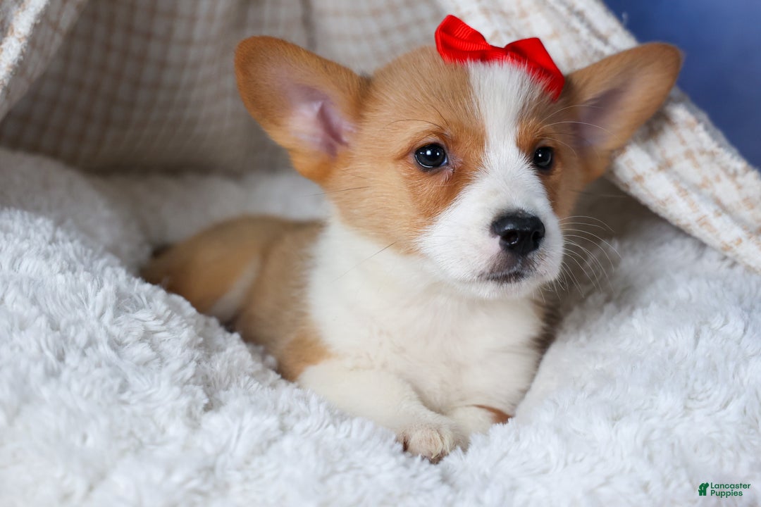 Welsh Corgi Pembroke dogs for sale: Mack - Ad 10