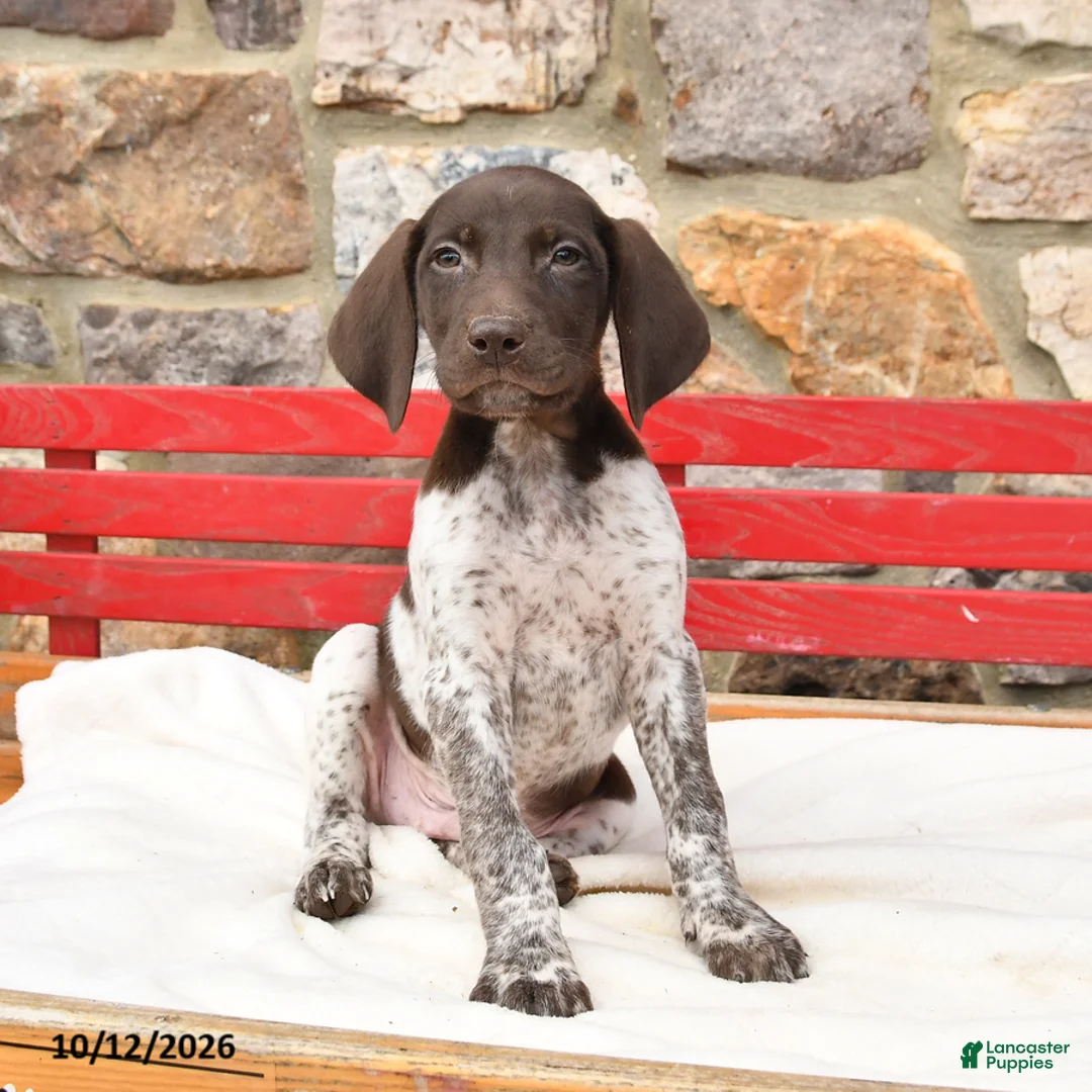 German Shorthaired Pointer dogs for sale: Mulberry - Ad 2