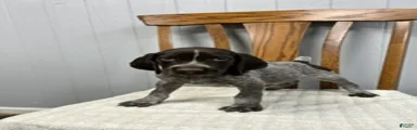 Duke