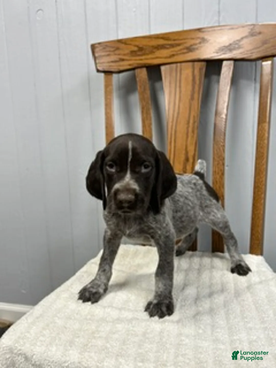 German Shorthaired Pointer dogs for sale: Duke - Ad 1