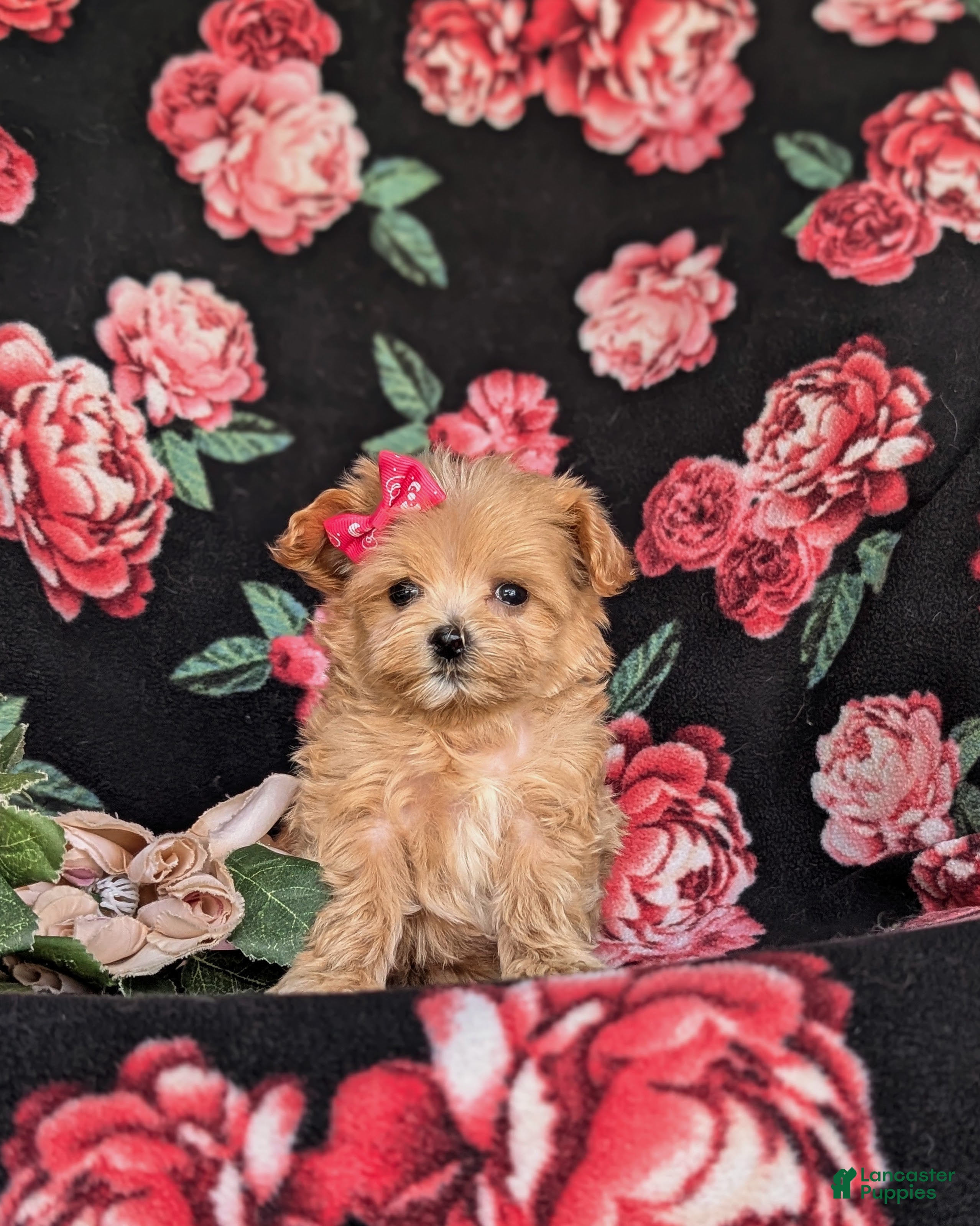 Maltipoo dogs Brylee 8 lbs Full Grown - Ad 2