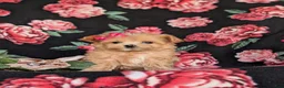 Maltipoo dogs for sale: Brylee 8 lbs Full Grown - Ad 2