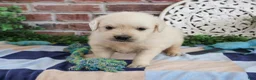 Golden Retriever dogs for sale: Turbo - Ad 6