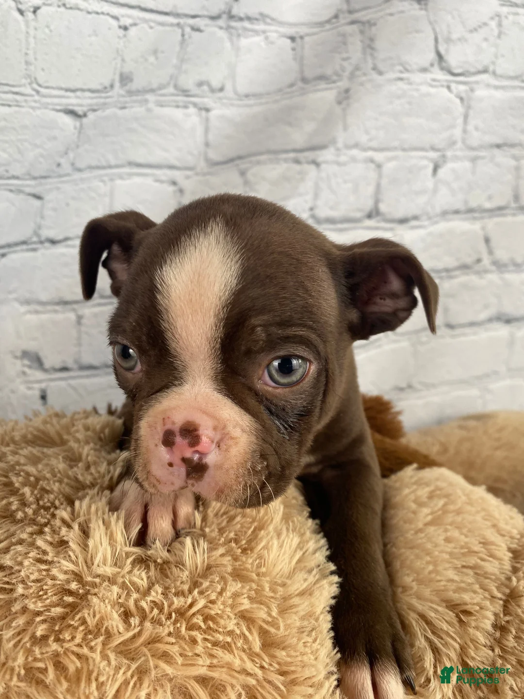 Boston Terrier dogs for sale: Apollo - Ad 13