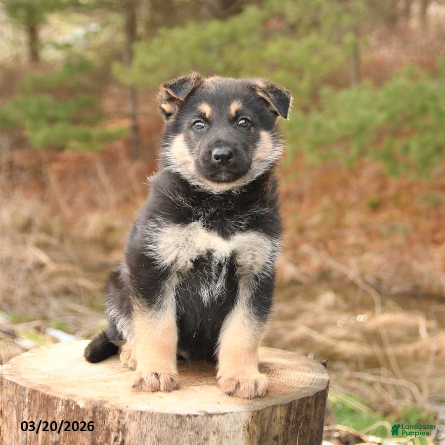 German Shepherd dogs for sale: Hudson - Ad 3