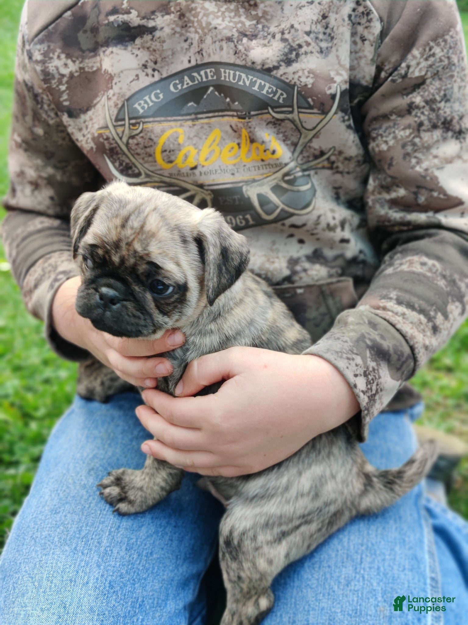 Pug dogs for sale: Teddi - Ad 2
