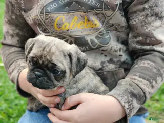Pug dogs for sale: Teddi - Ad 2