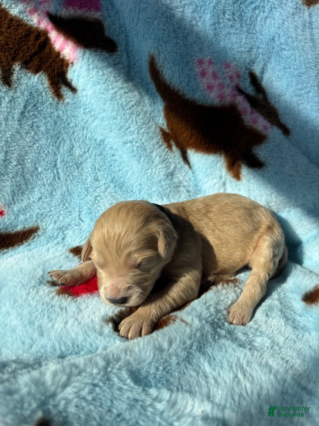 Goldendoodle dogs for sale: Aspen - Ad 7