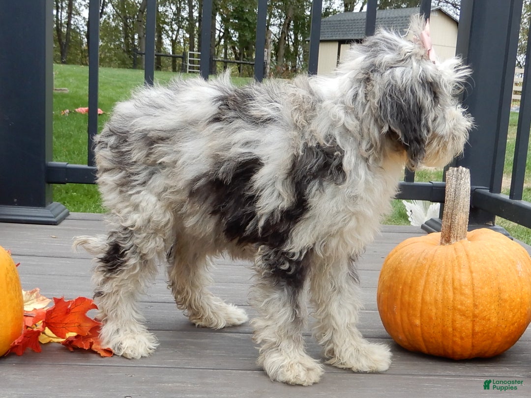 Sheepadoodle dogs for sale: Panda (medium) - Ad 10