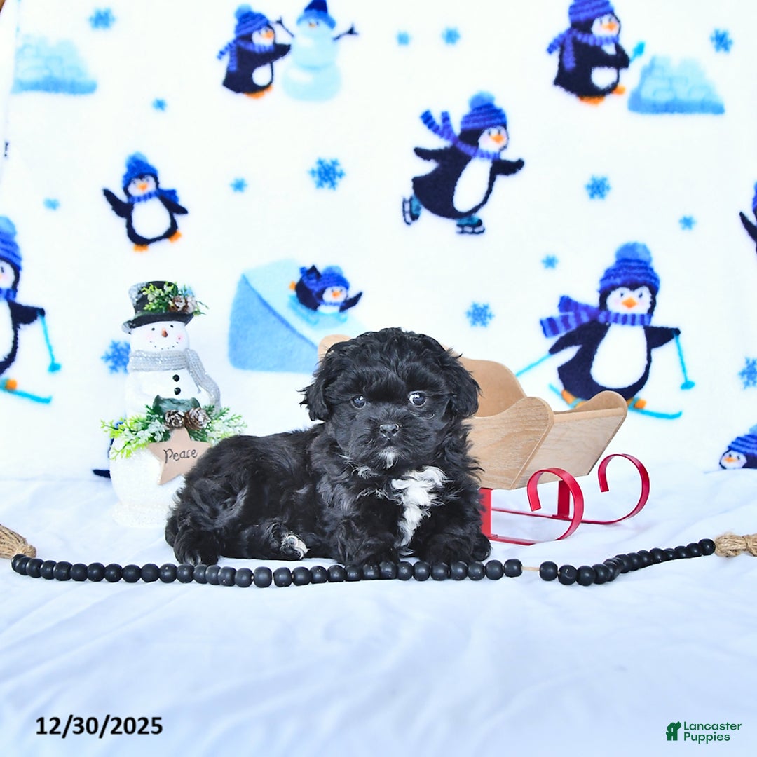 Shihpoo dogs for sale: Jackie - Ad 1