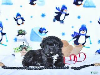 Shihpoo dogs Jackie - Ad 4