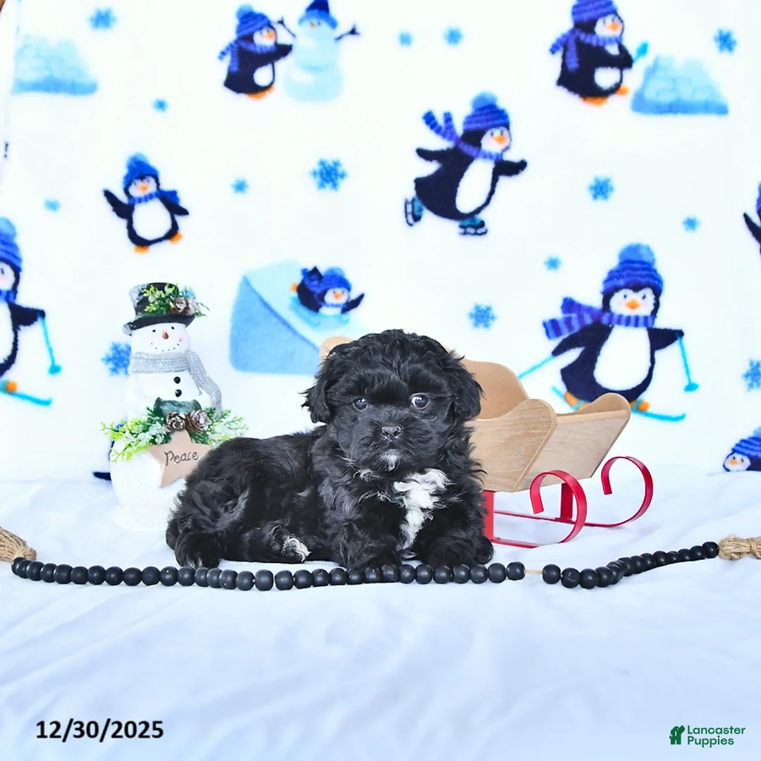 Shihpoo dogs for sale: Jackie - Ad 7