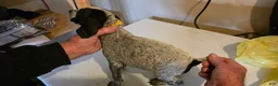 German Shorthaired Pointer dogs for sale: German Shorthaired Pointer Puppy 1 - Ad 3