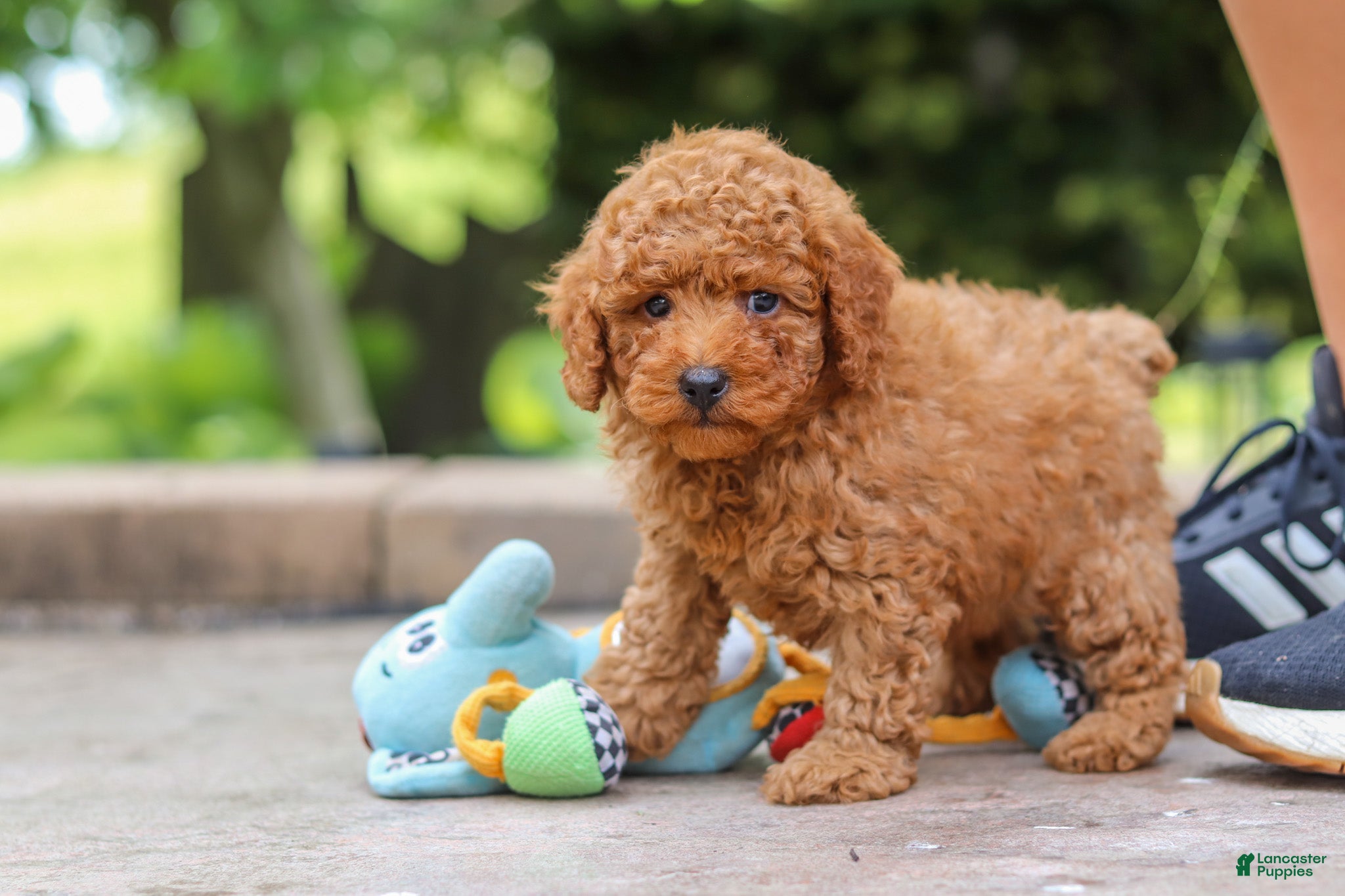 Miniature Poodle dogs Karter - Ad 2