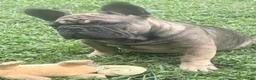 French Bulldog dogs for sale: French Bulldog 1 - Ad 6