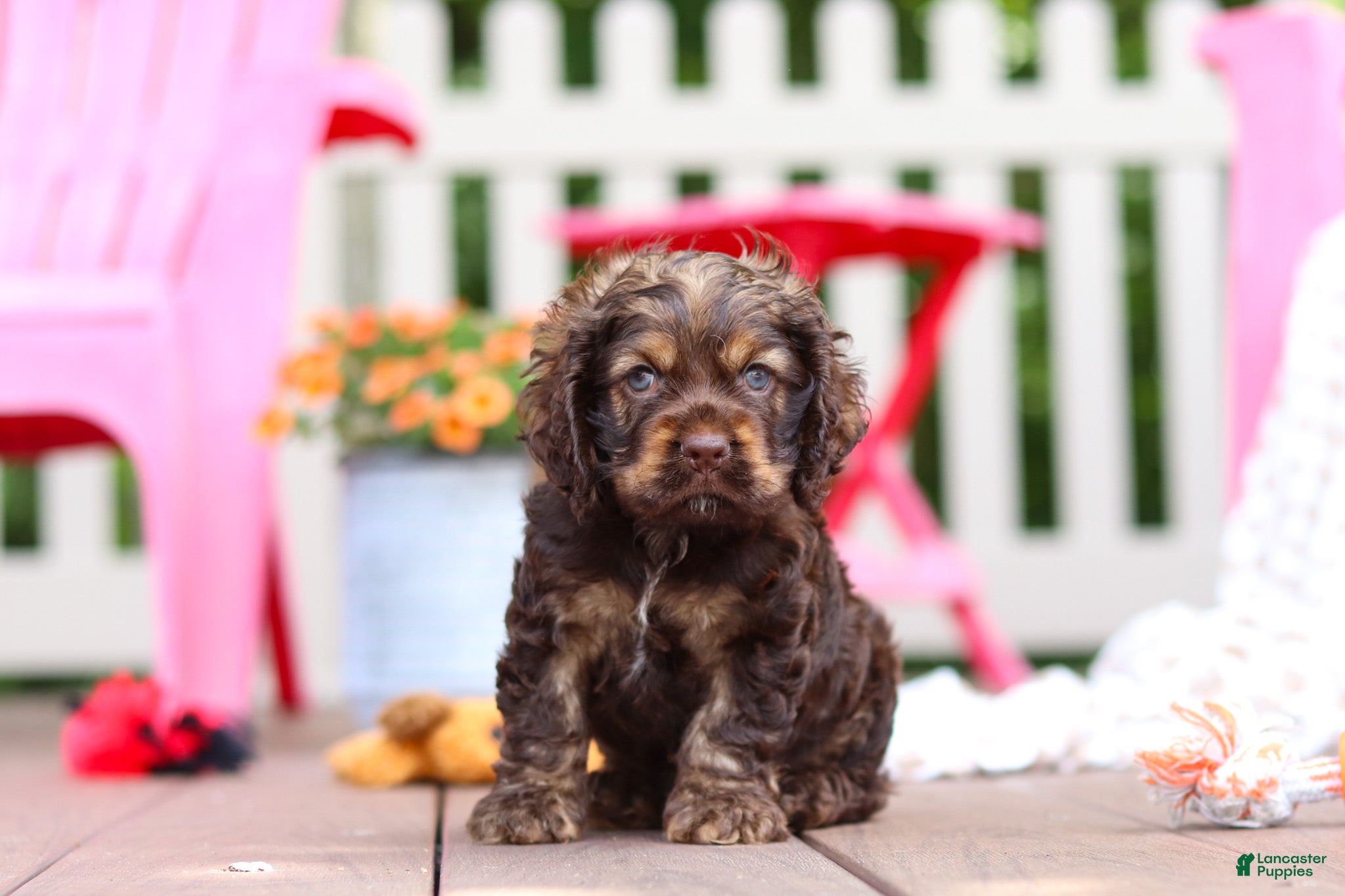 Cocker Spaniel dogs for sale: Cody - Ad 1