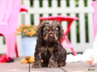 Cocker Spaniel dogs for sale: Cody - Ad 1