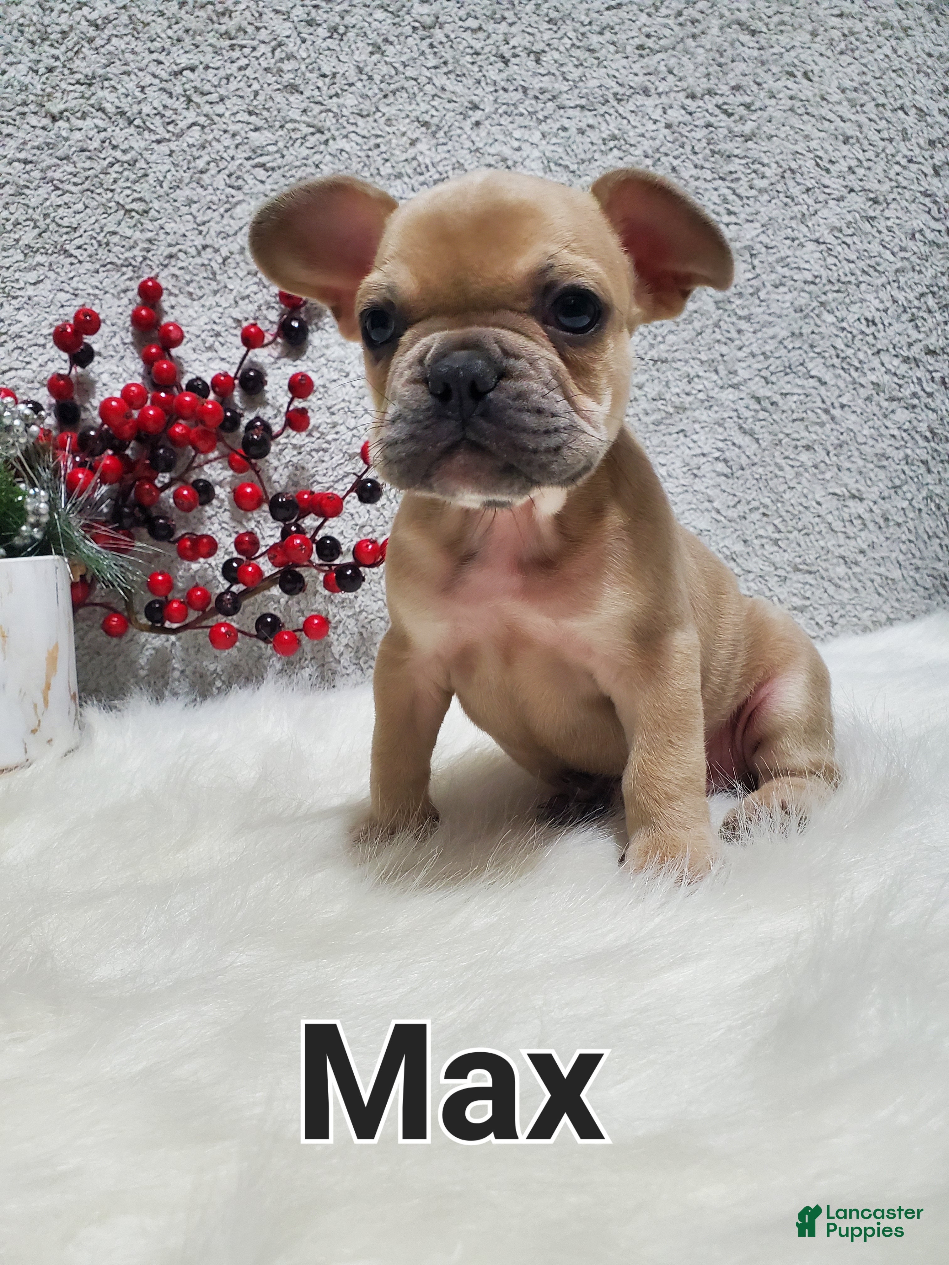 French Bulldog dogs Max - Ad 4