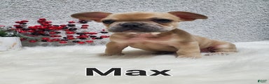 Max