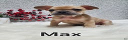 French Bulldog dogs for sale: Max - Ad 1
