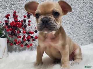 French Bulldog dogs for sale: Max - Ad 1