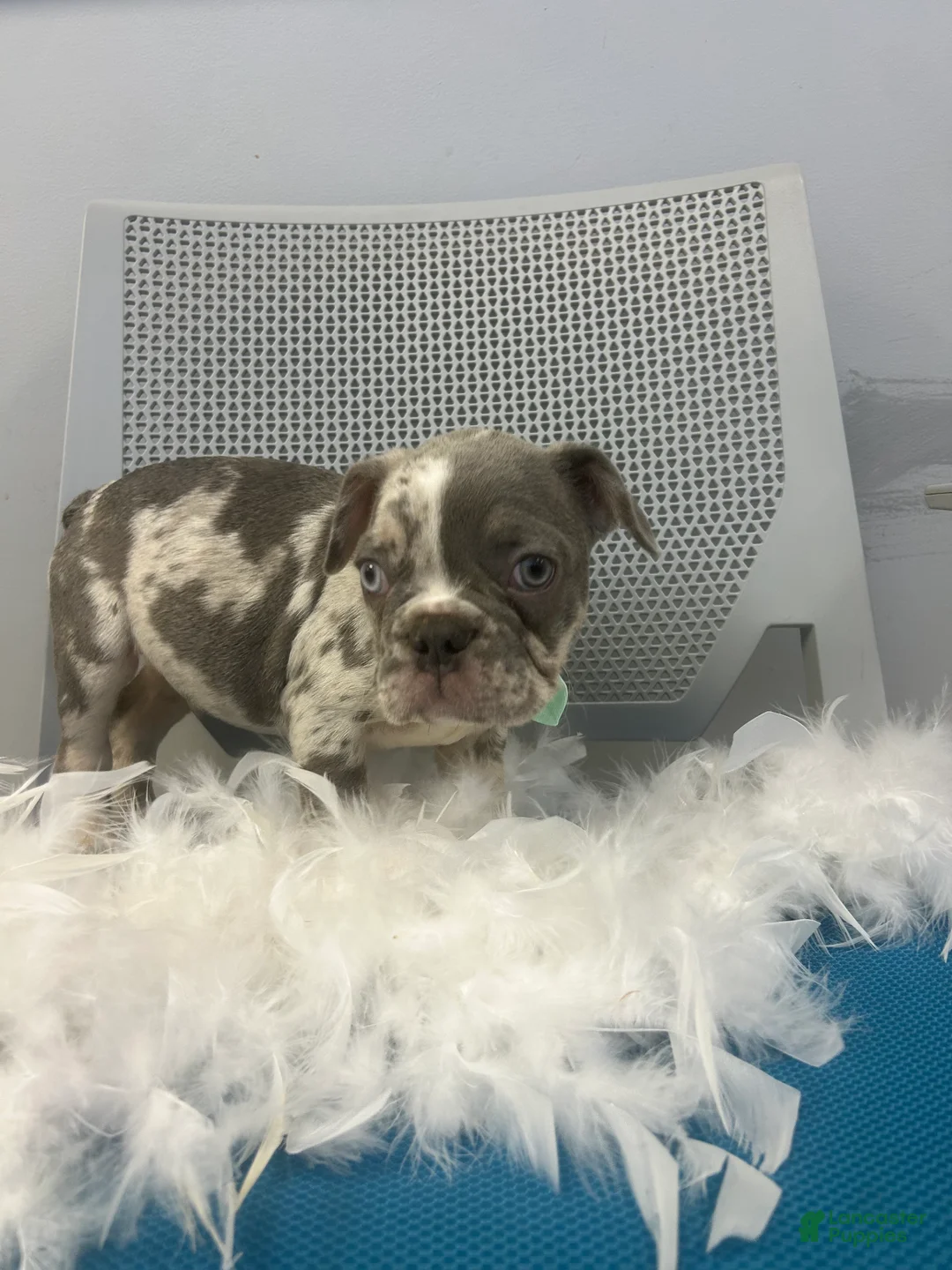 French Bulldog dogs for sale: French Bulldog Puppy 1 - Ad 4