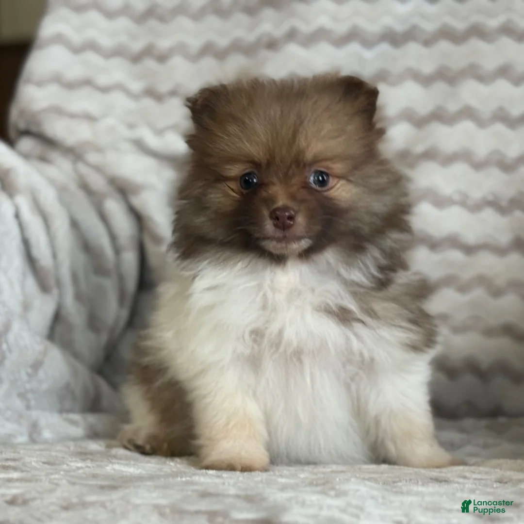 Pomeranian dogs for sale: Robyn - Ad 9