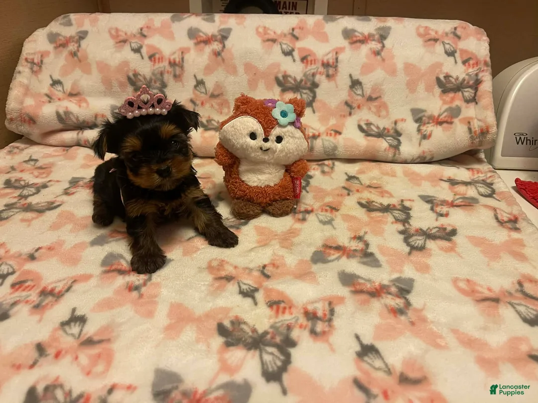 Yorkshire Terrier dogs for sale: Yorkshire Terrier Puppy 3 - Ad 2