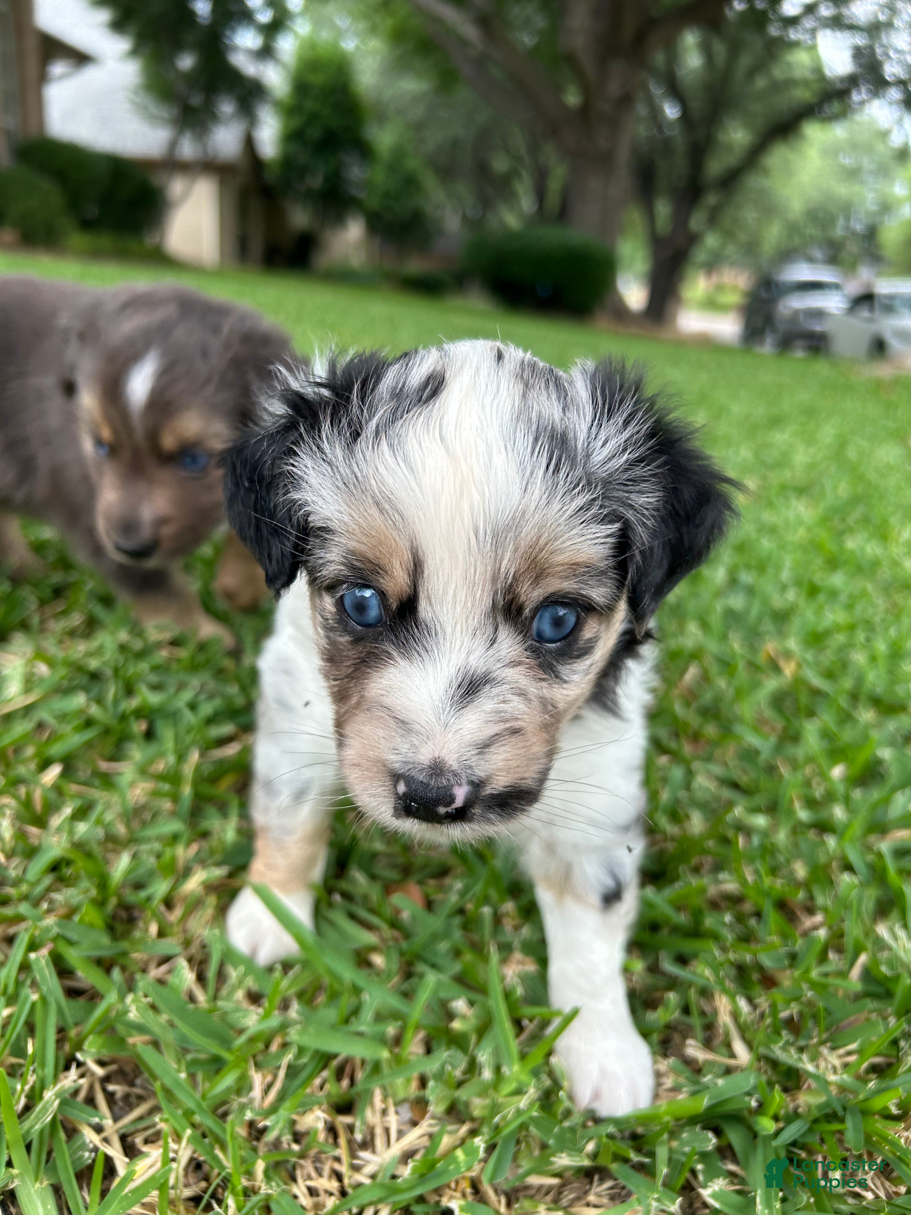 Miniature Australian Shepherd dogs for sale: Montana - Ad 3