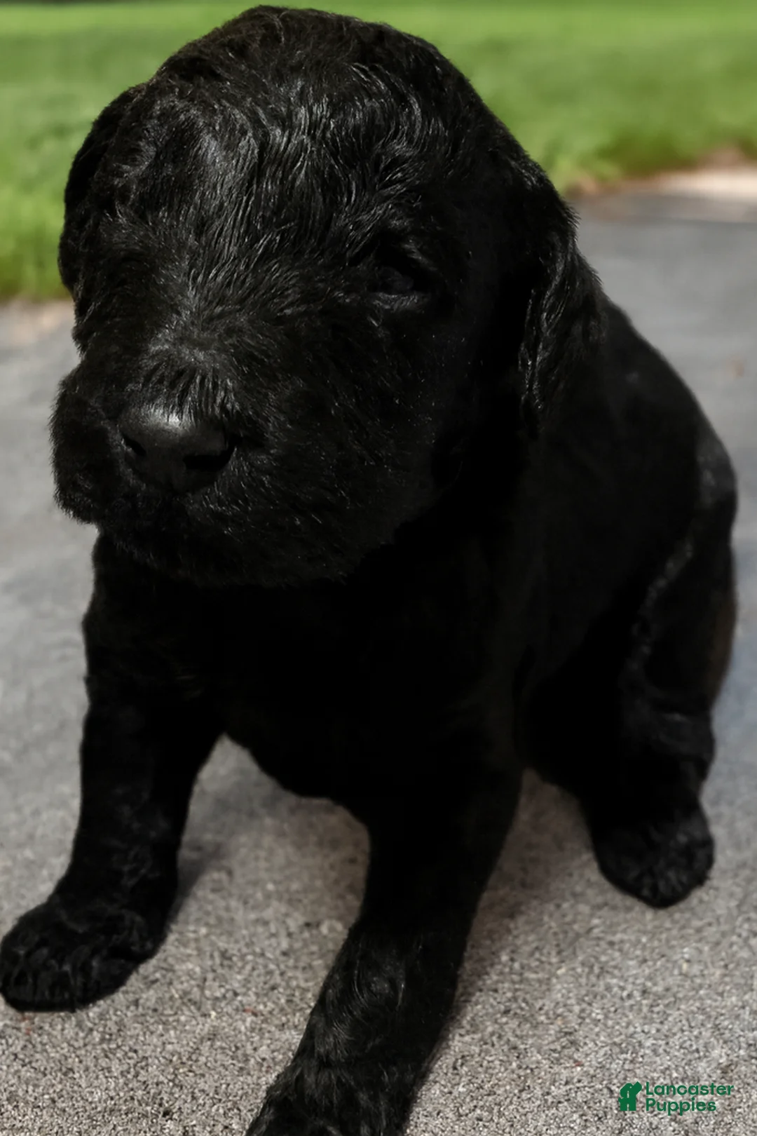 Goldendoodle dogs for sale: Goldendoodle Puppy 3 - Ad 2