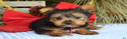 Yorkshire Terrier dogs for sale: Mason - Ad 4
