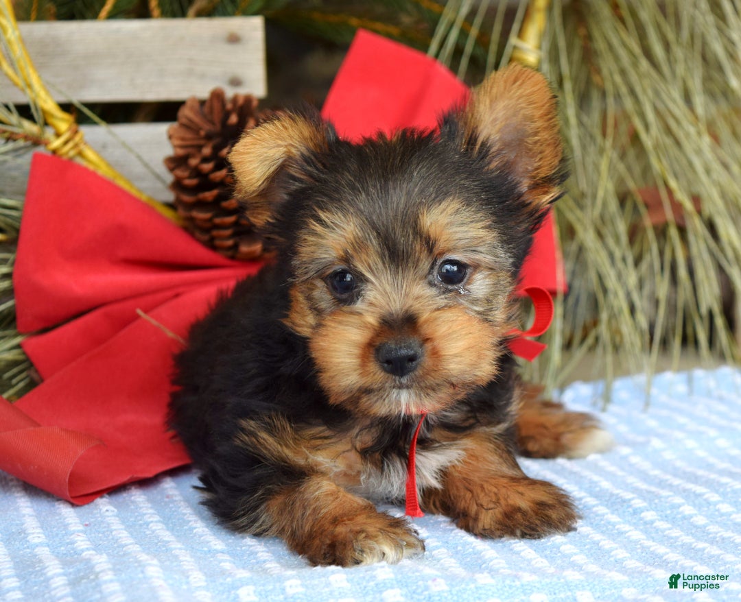 Yorkshire Terrier dogs for sale: Mason - Ad 4