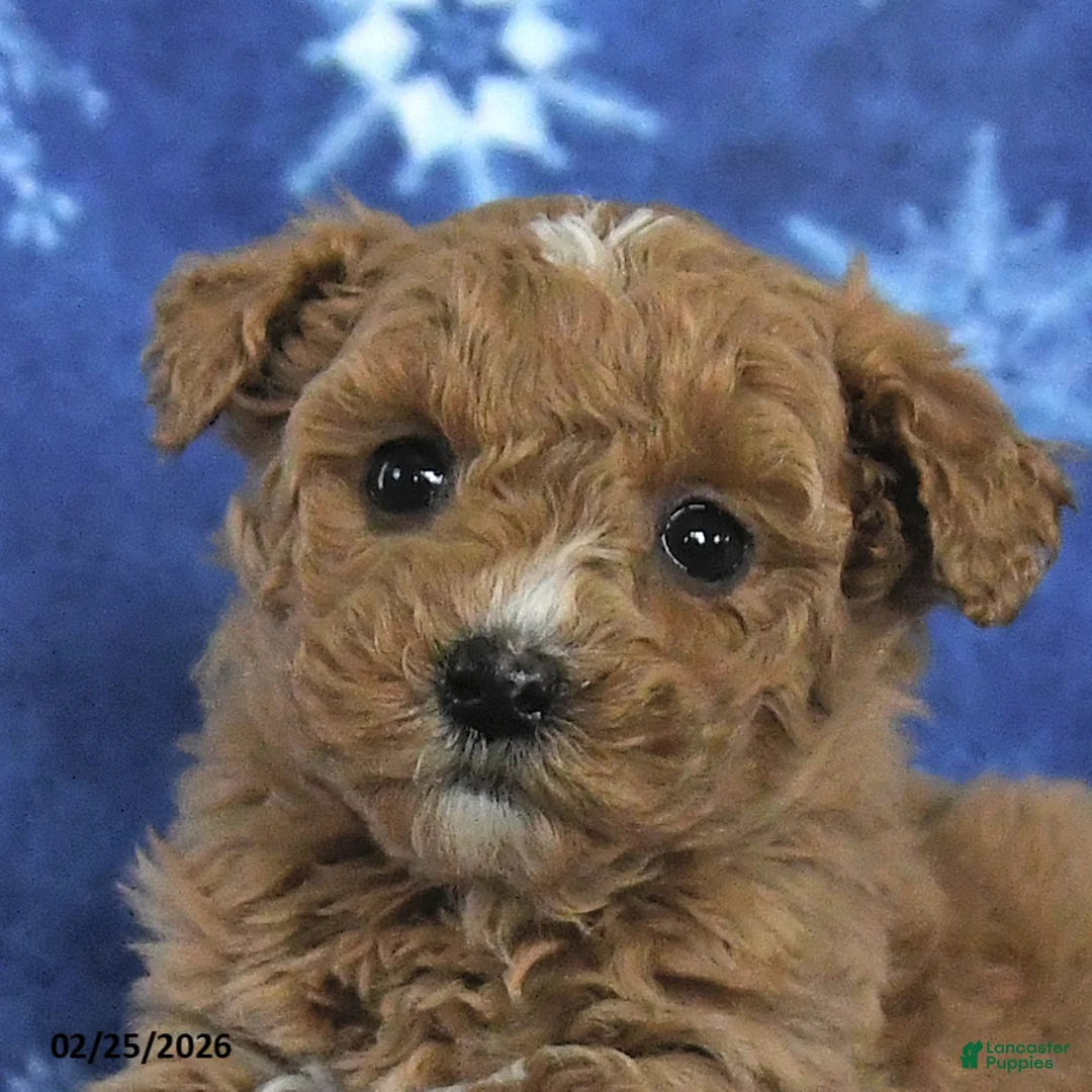 Miniature Poodle dogs for sale: Emma - Ad 3