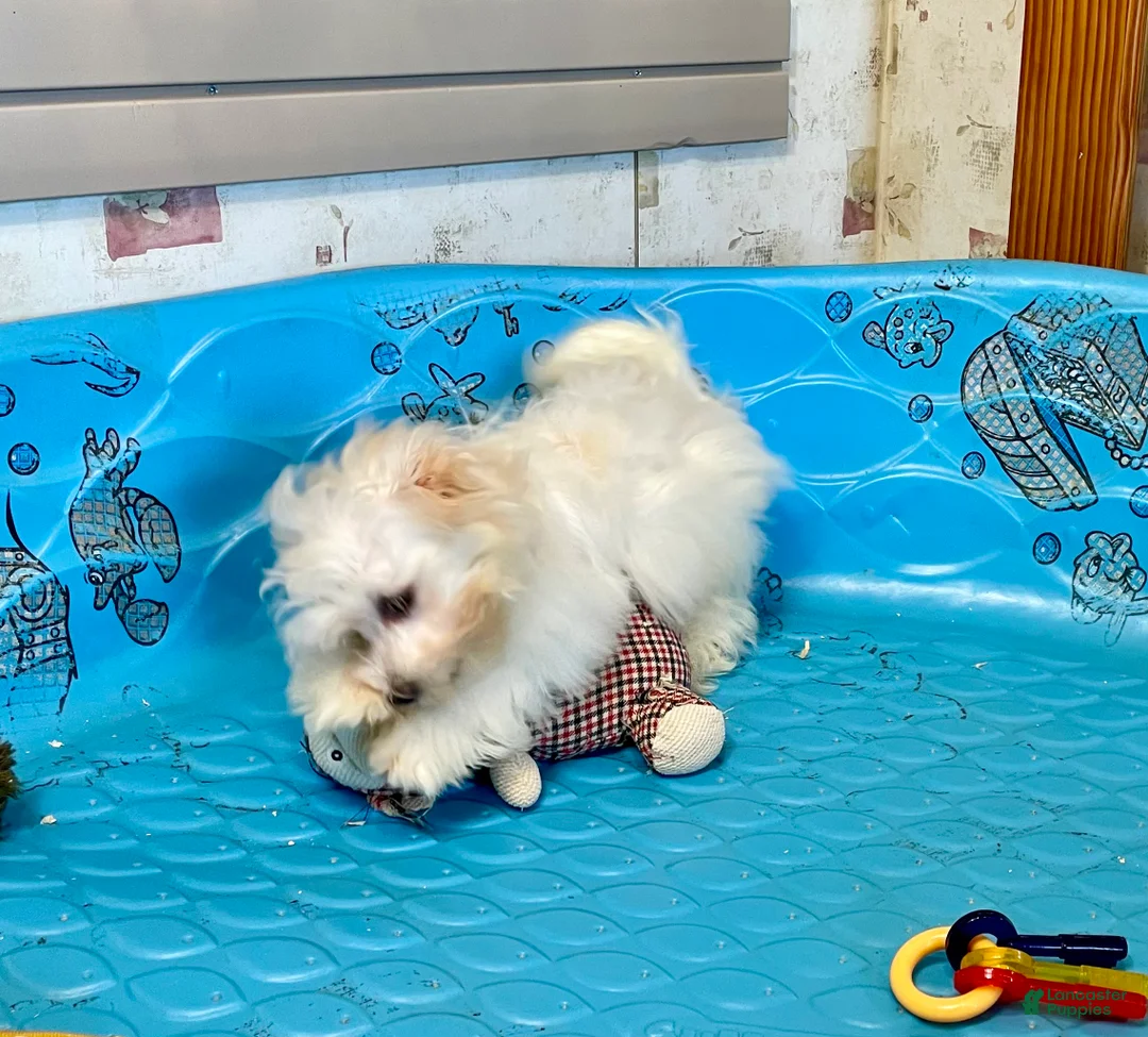 Mixed Breed dogs for sale: Sissy - Ad 8