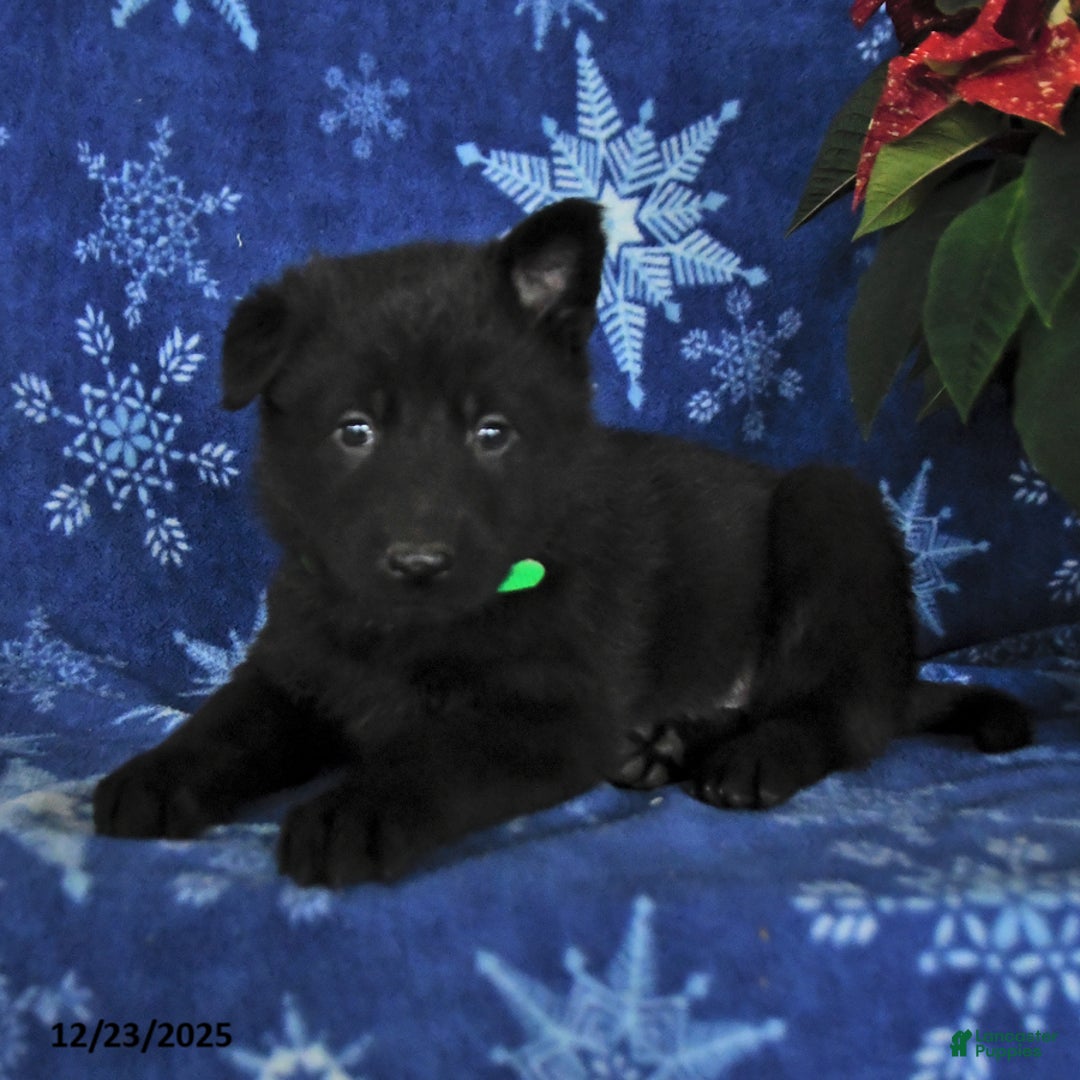 German Shepherd dogs for sale: Noah - Ad 3