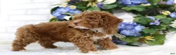 Miniature Poodle dogs for sale: Chase - Ad 3