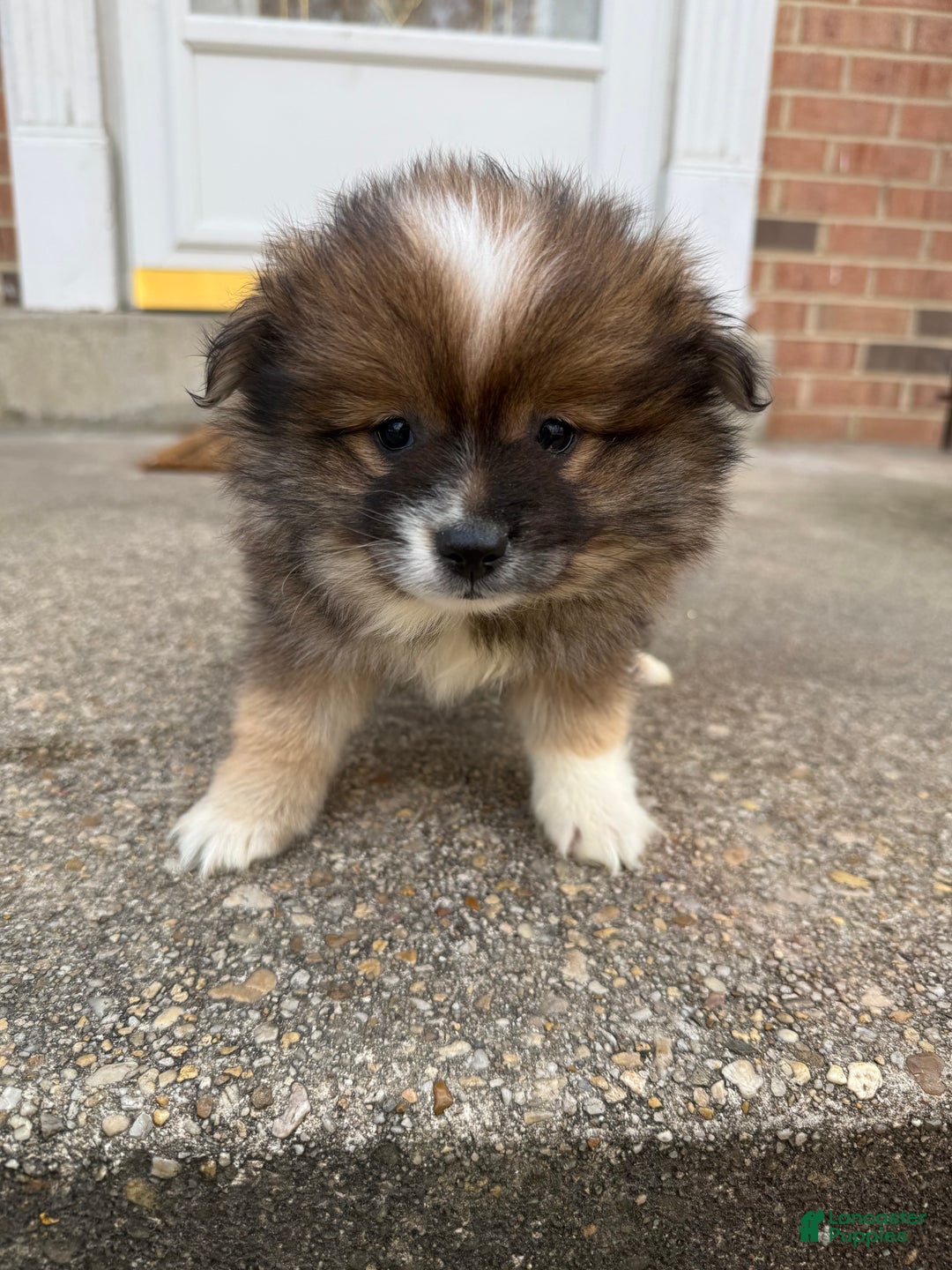 Pomeranian dogs for sale: Pomeranian Puppy 1 - Ad 1