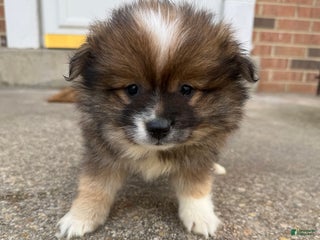 Pomeranian dogs Pomeranian Puppy 1 - Ad 21