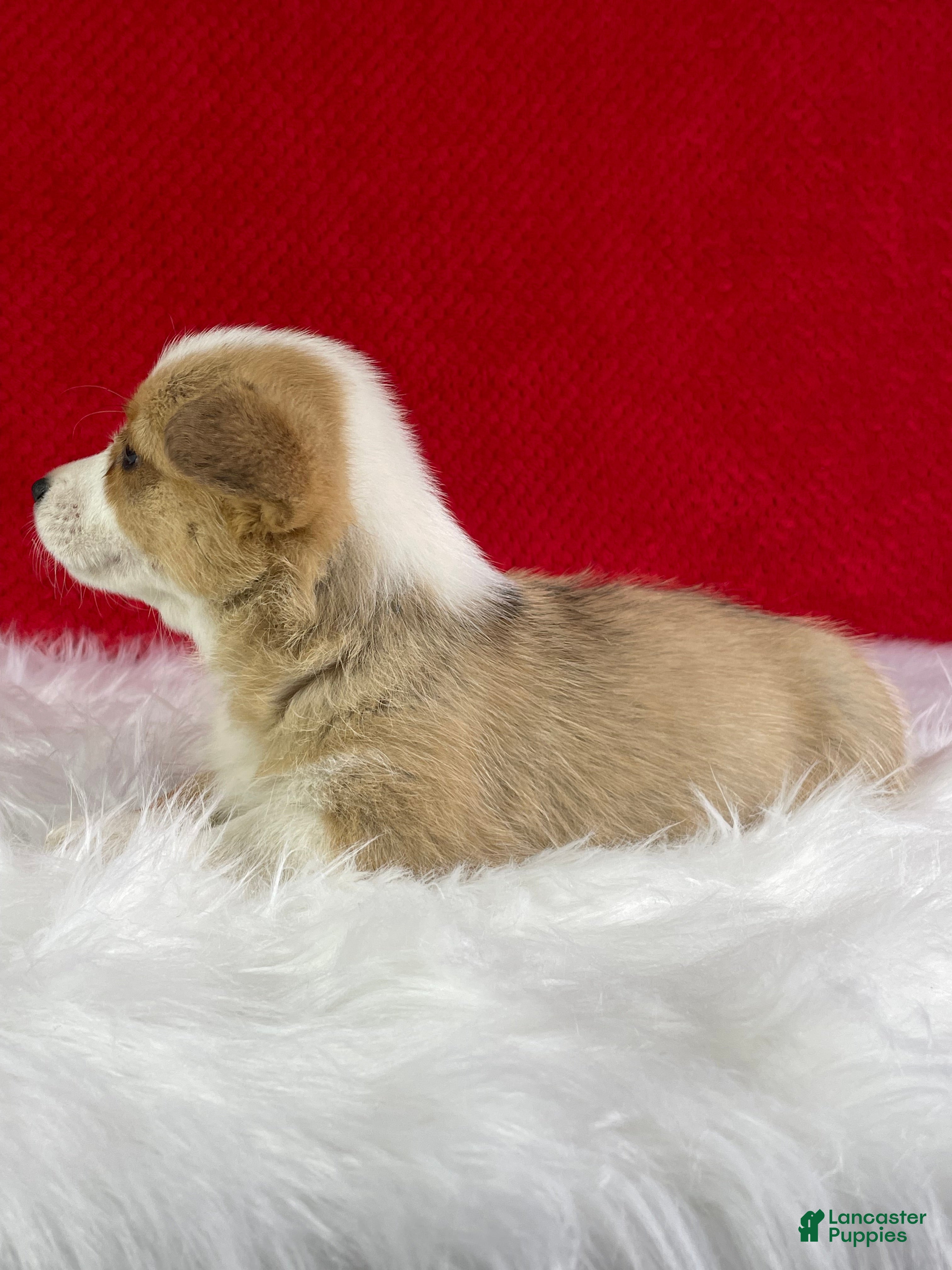Welsh Corgi Pembroke dogs Poppy - Ad 2