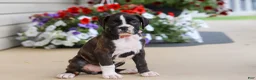 Boxer dogs for sale: Allie - Ad 3