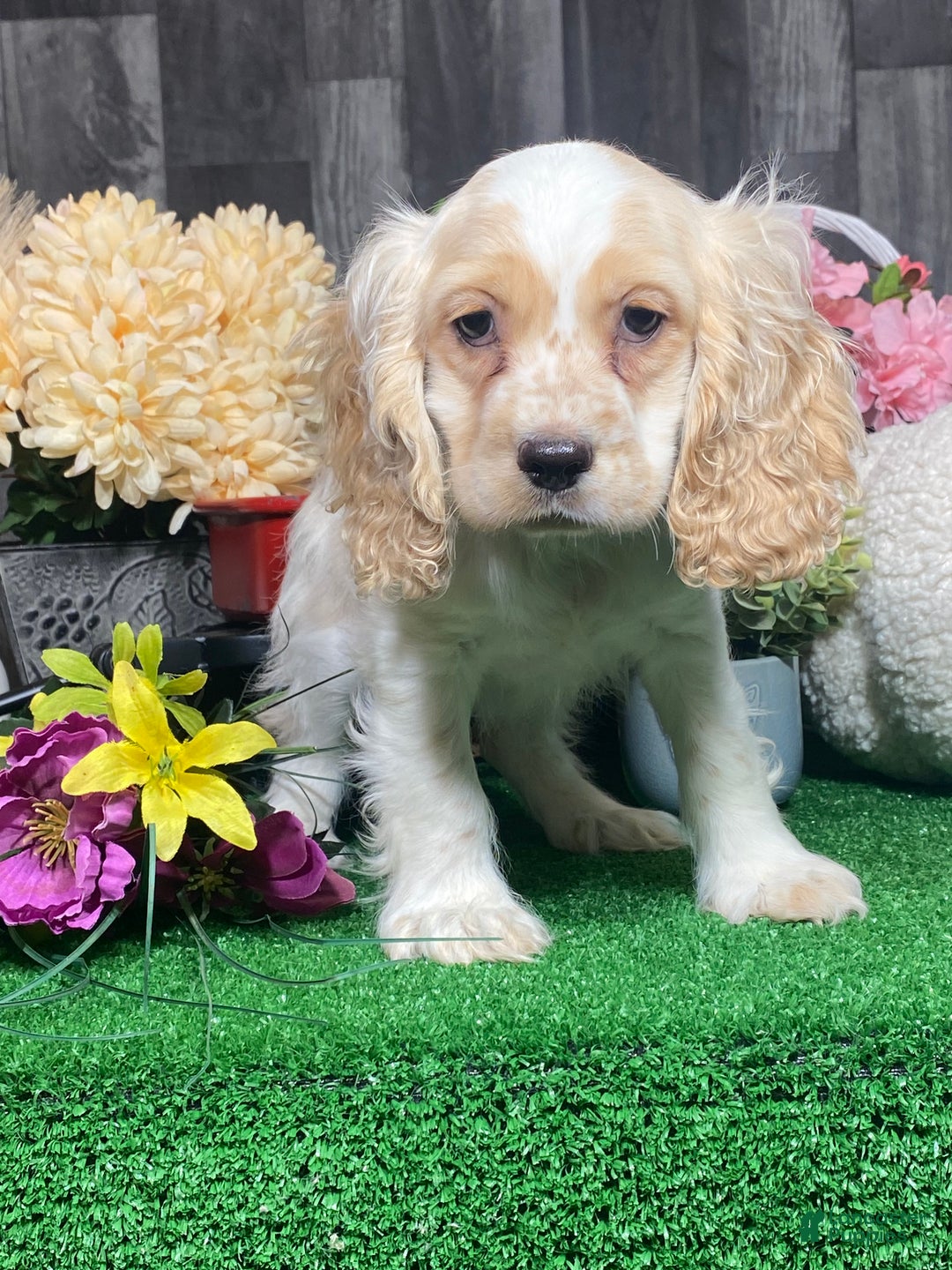 Cocker Spaniel dogs for sale: Onyx - Ad 7