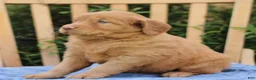 Mixed Breed dogs for sale: Sunshine  - Ad 3