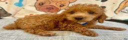 Toy Poodle dogs for sale: Maximilian - Ad 2
