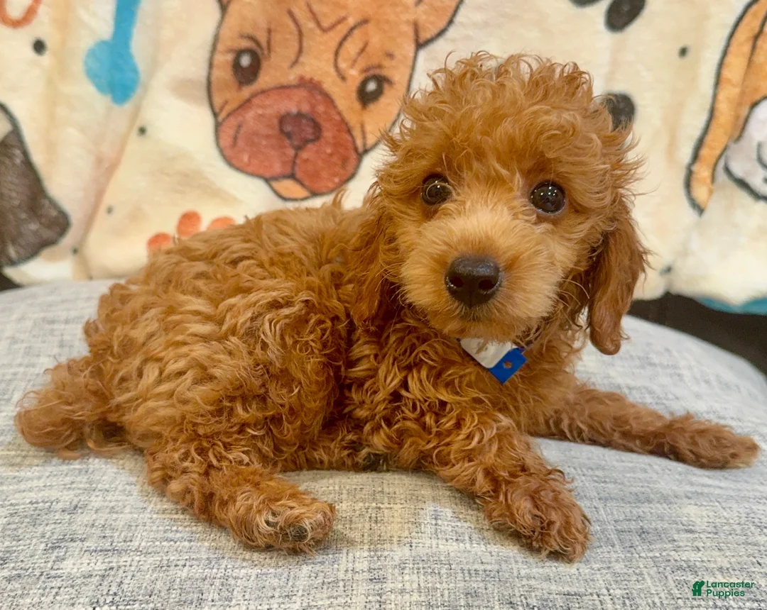 Toy Poodle dogs for sale: Maximilian - Ad 2