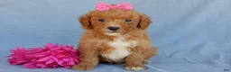 Mini Goldendoodle dogs for sale: Sasha - Ad 5