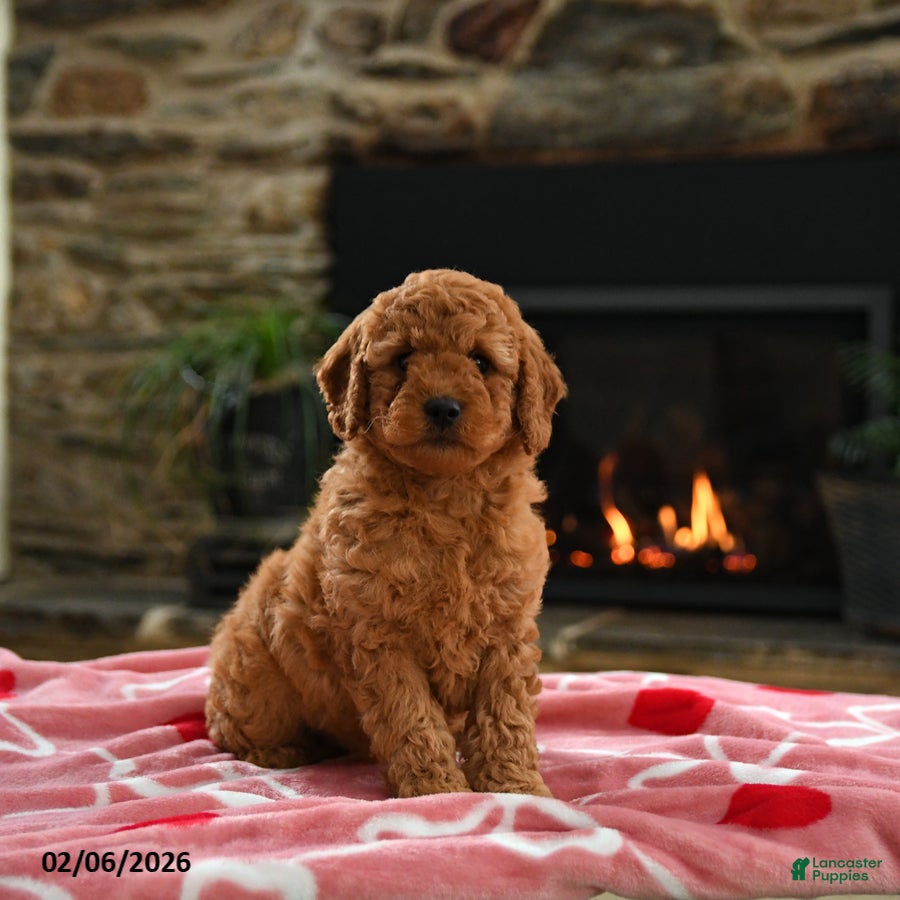 Mini Goldendoodle dogs Caramel - Ad 24