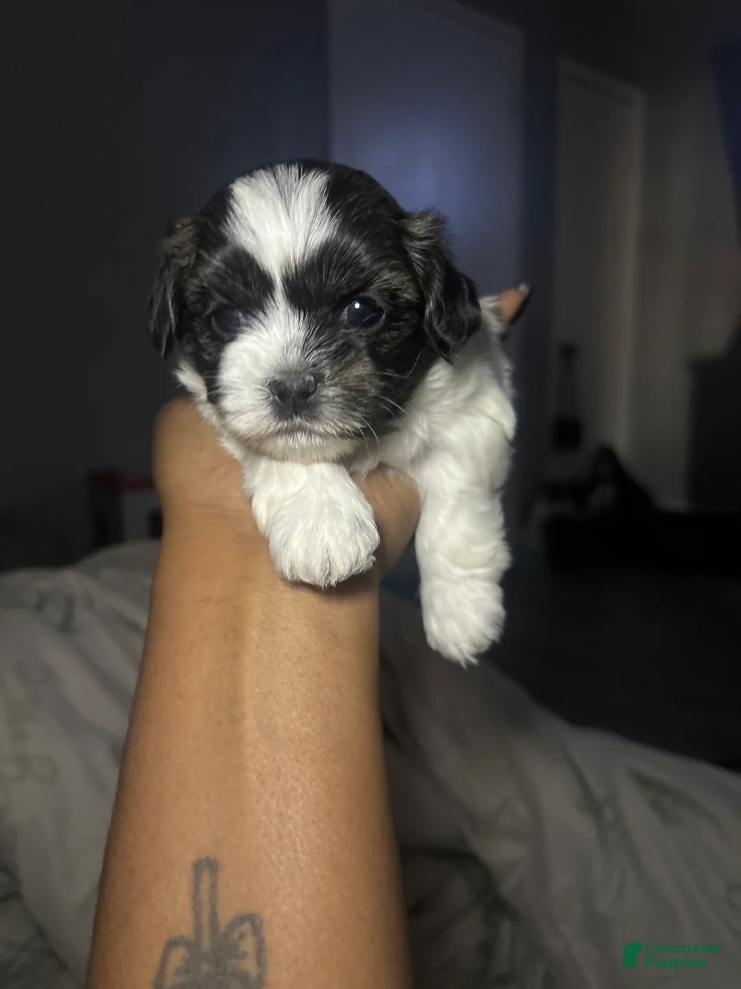 Mixed Breed dogs for sale: Mixed Breed Puppy 2 - Ad 2