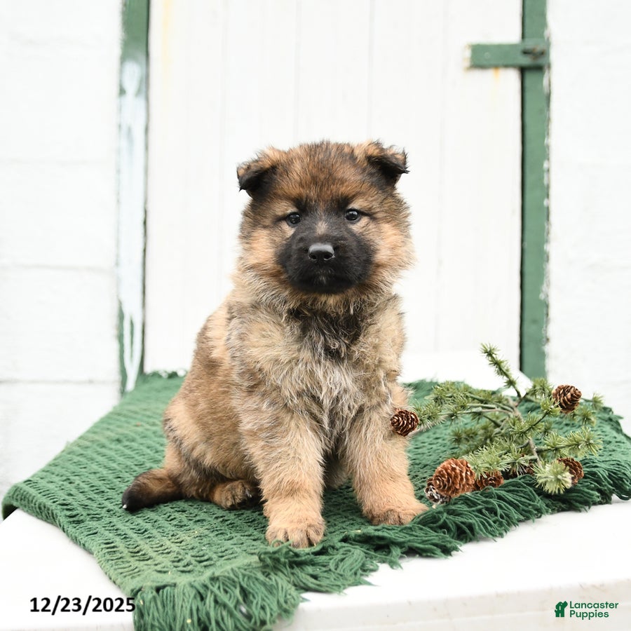 German Shepherd dogs Lacey - Ad 16